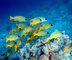 maldives-diving-l